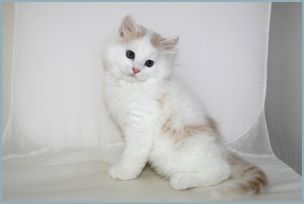 Male Siberian Kitten from Deedlebug Siberians